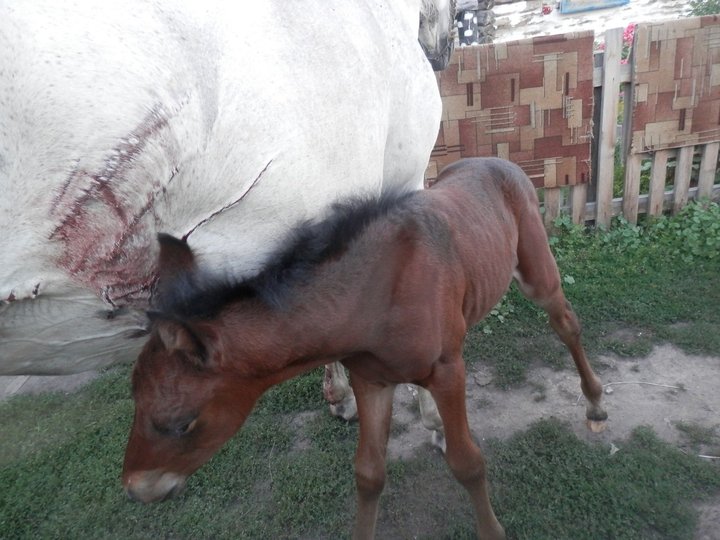 В Башкирии лошадь получила раны, защищая жеребёнка от медведя 