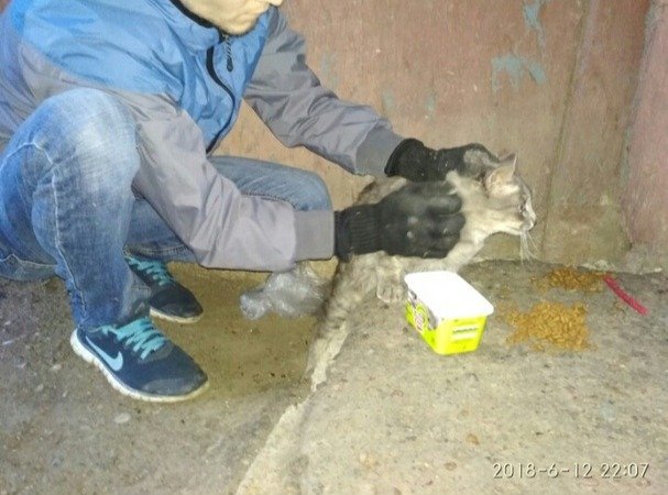 В Уфе семейная пара вызволила кота из бетонного плена