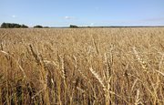 На уборку урожая в Башкирии вышли почти 4 тысячи зерноуборочных комбайнов