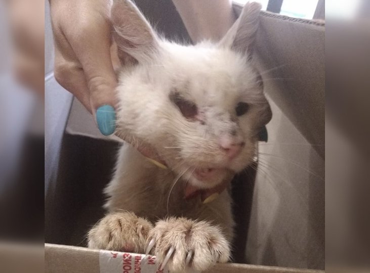 «Привезли с выбитой челюстью и частично выколотым глазом»: Жителей Уфы просят помочь бездомному коту