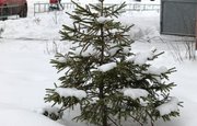 В Башкирии на Новый год заготовили 105 тысяч елок