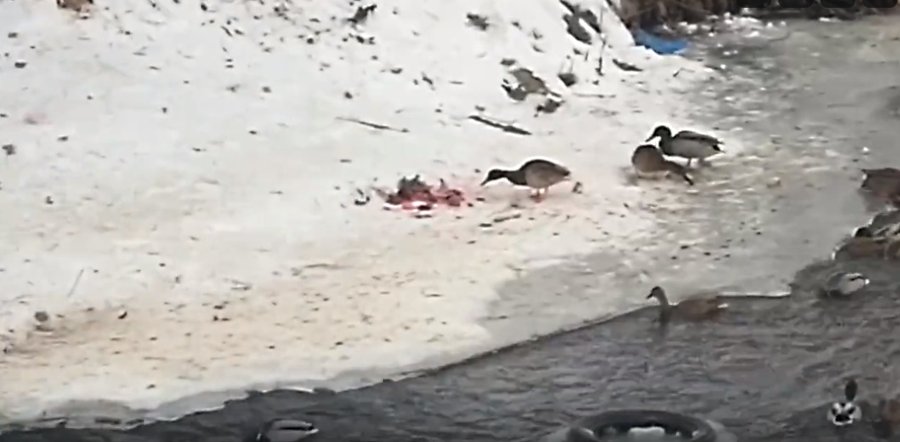 В Башкирии возле реки обнаружили останки растерзанной утки
