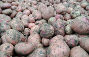 Определён самый опасный вид картофеля для людей с гипертонией