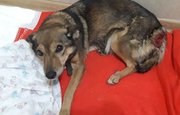 Волонтеры из Уфы просят помочь бездомной собаке с огромной раной 