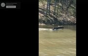 Инспектор национального парка «Башкирия» заснял, как лось переплыл Юмагузинское водохранилище