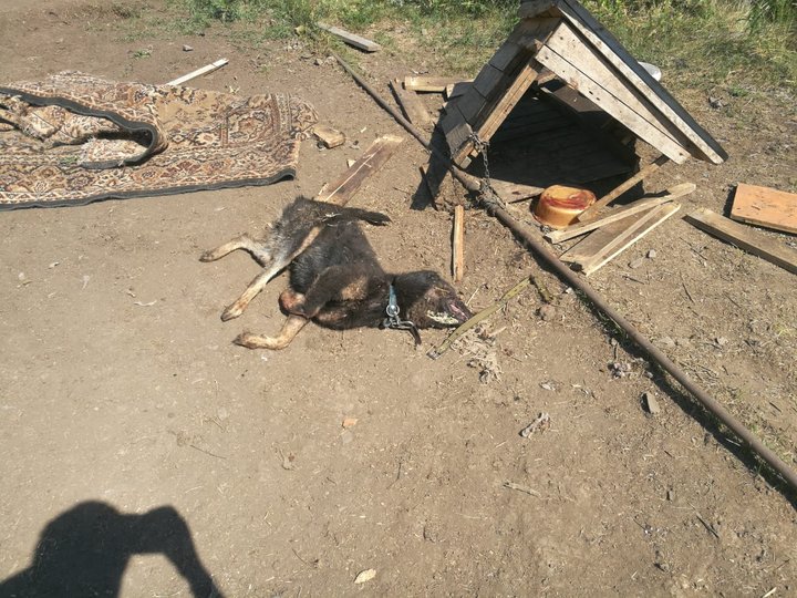 «Бездыханные, растерзанные тела, разгромленные будки, везде кровавое месиво»: В Башкирии неизвестные жестоко расправились с собаками в центре передержки