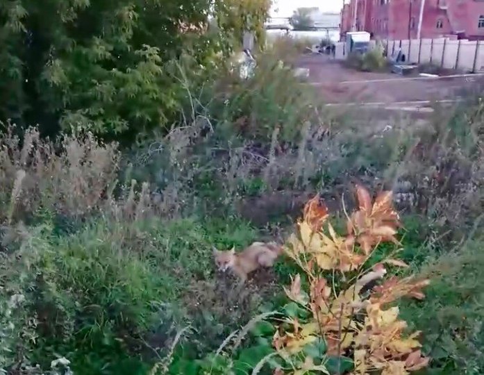Видео: В центре Уфы бегала лиса