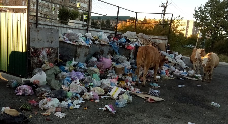 «Во дворах завелись коровы и бомжи»: Жители Башкирии возмущены сложившейся ситуацией