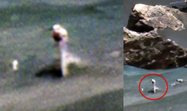 На фотографии поверхности Марса заметили бутон белой розы