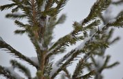 Эколог рассказал о плюсах и минусах искусственных и настоящих новогодних елок