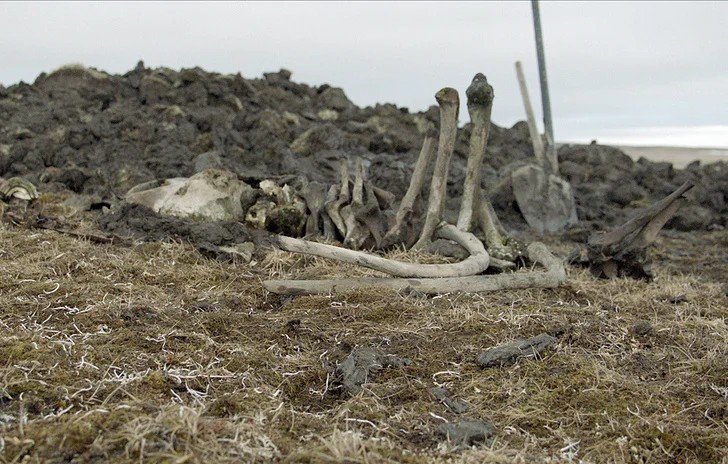 В Якутии найден бивень мамонта, обработанный древним человеком