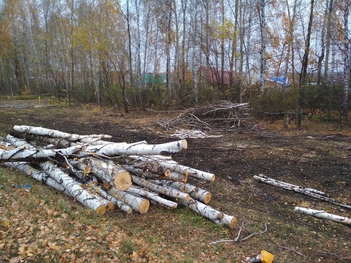 Жители Башкирии жалуются на масштабную вырубку леса