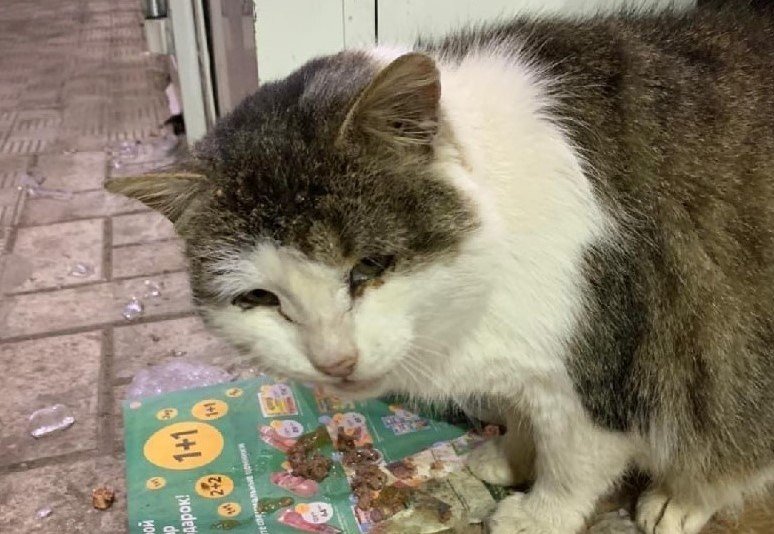 «Был любимцем всех местных жителей»: Уфимские зоозащитники требуют наказать виновных в жестоком обращении с котом 