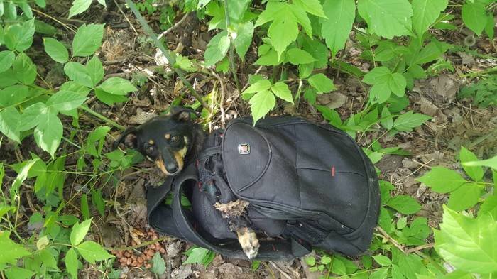 Уфимец спас замурованную в рюкзаке собаку 