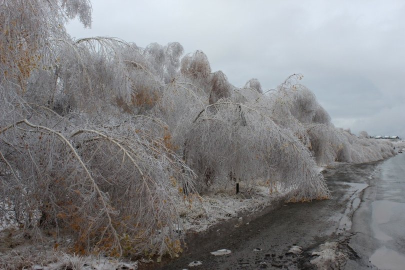 В Башкирии обследуют леса, поврежденные от ледяного дождя