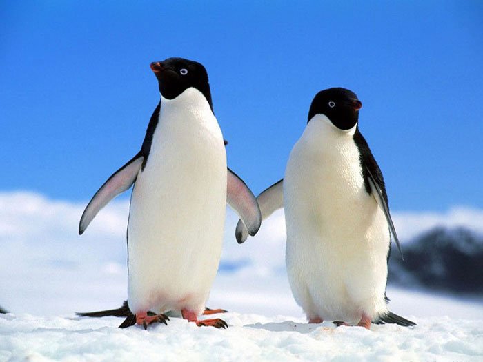 Ученые случайно обнаружили крупную колонию пингвинов Адели в Антарктиде 