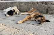 В правительстве Башкирии рассказали, что будут делать с бродячими собаками