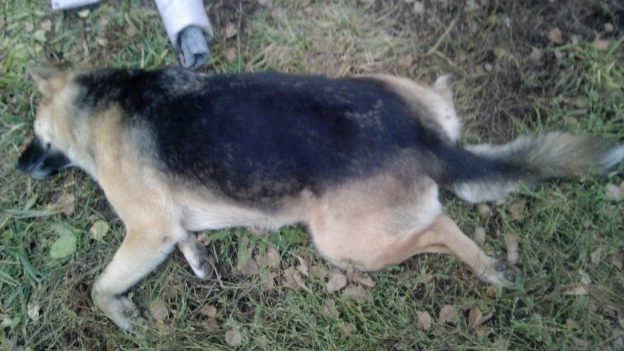 «Убийство хотят замять»: Зоозащитники рассказали новые подробности гибели бродячей собаки из Стерлитамака