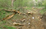 В Бурзянском районе расследуется 11 уголовных дел по незаконной вырубке леса