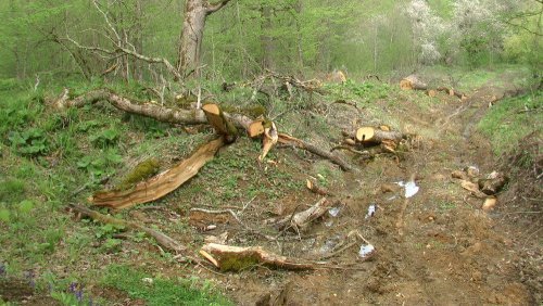 В Бурзянском районе расследуется 11 уголовных дел по незаконной вырубке леса