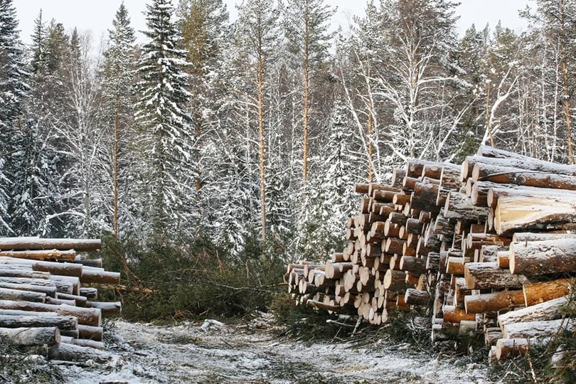 Вырубку леса возле Инзерских зубчаток признали законной