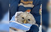 Уфимские спасатели помогли сове, которая застряла в вентиляционном коробе