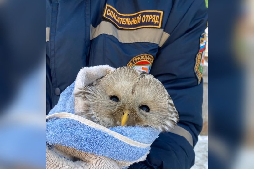 Уфимские спасатели помогли сове, которая застряла в вентиляционном коробе