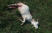 В Башкирии собаки насмерть загрызли козу