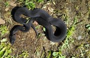 В Башкирии ядовитые змеи атаковали огороды 