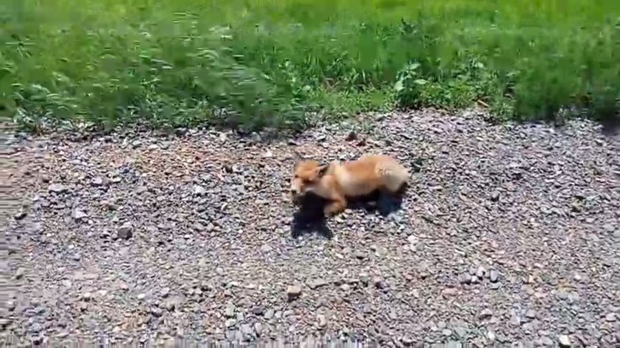 Жители Башкирии спасли лисёнка от гибели - видео