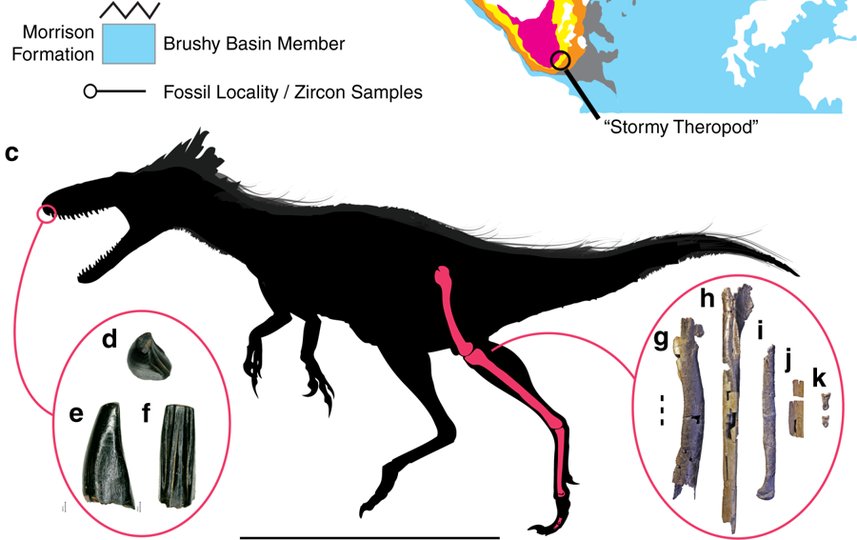 В США нашли маленького предка тираннозавров