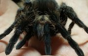 Учёные создали эффективное обезболивающее из яда опасного тарантула