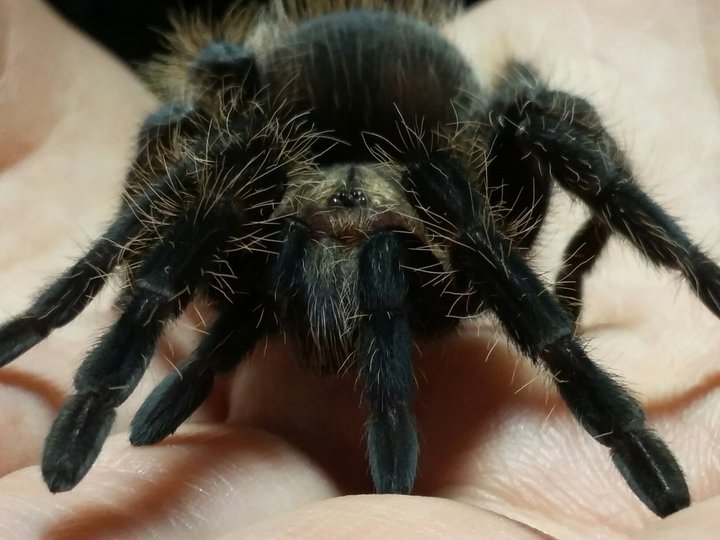 Учёные обнаружили 15 новых видов паразитических ос, которые «зомбируют» пауков