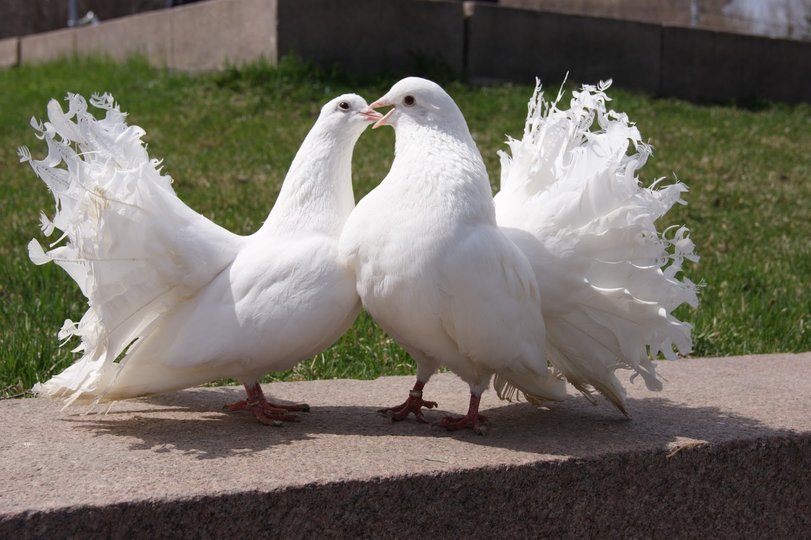 Уфимцы могут посетить выставку голубей