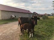 В Башкирии корова насмерть забодала и затоптала 74-летнюю женщину