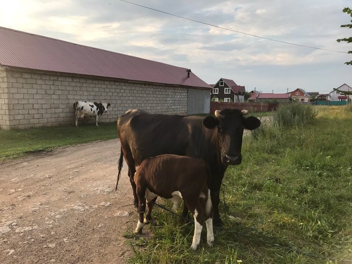 В Башкирии представитель торгующей компании понесёт уголовное наказание за сокрытие арестованных коров стоимостью 2,2 млн рублей