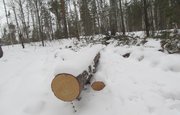 В Башкирии мужчина срубил деревья на 2 млн 300 тысяч рублей