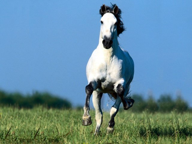 Исследователи выяснили, что лошади фыркают от радости