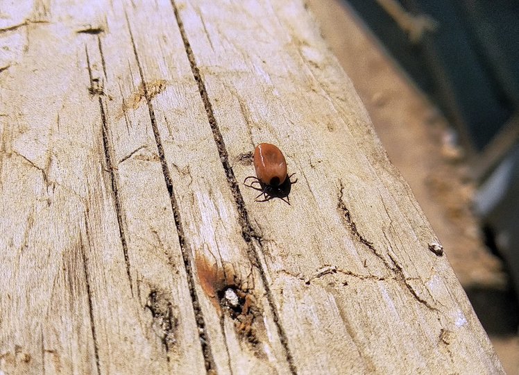 В одном из городов Башкирии насекомые с приходом тепла заползают домой – Куда обращаться, если клопы и клещи мешают жить?