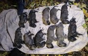 В Башкирии загорелось заброшенное здание, в котором нашли зверски убитых щенят 