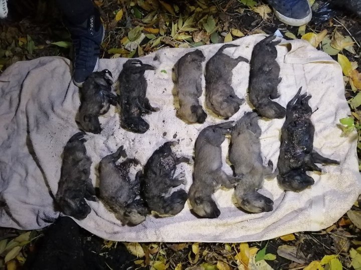 «Умерли естественной смертью»: Появились шокирующие результаты экспертизы по делу гибели щенков в Стерлитамаке