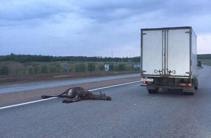 На трассе в Башкирии грузовик сбил лося