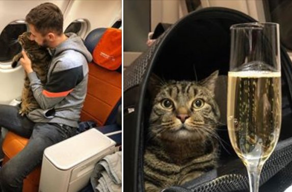 Из-за толстого кота «Аэрофлот» лишил пассажира почти 400 тысяч бонусных баллов