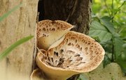 В Башкирии грибами отравились 26 человек