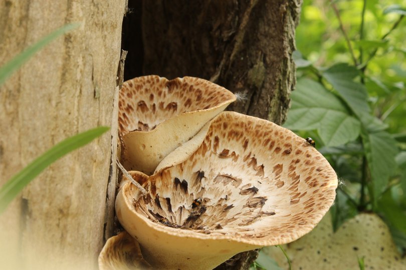 В Башкирии грибами отравились 26 человек