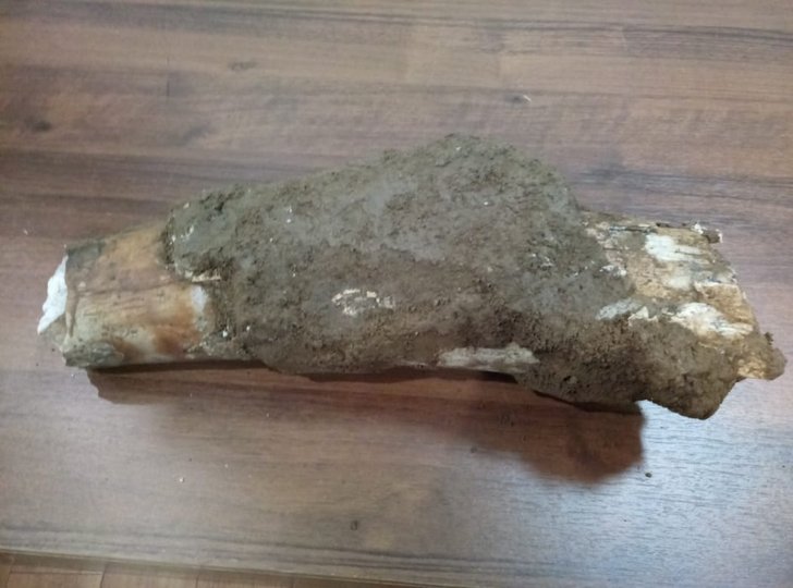 В Башкирии экскаваторщик нашел кость мамонта