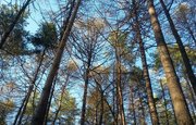 МЧС предупреждает об опасности в лесах Башкирии