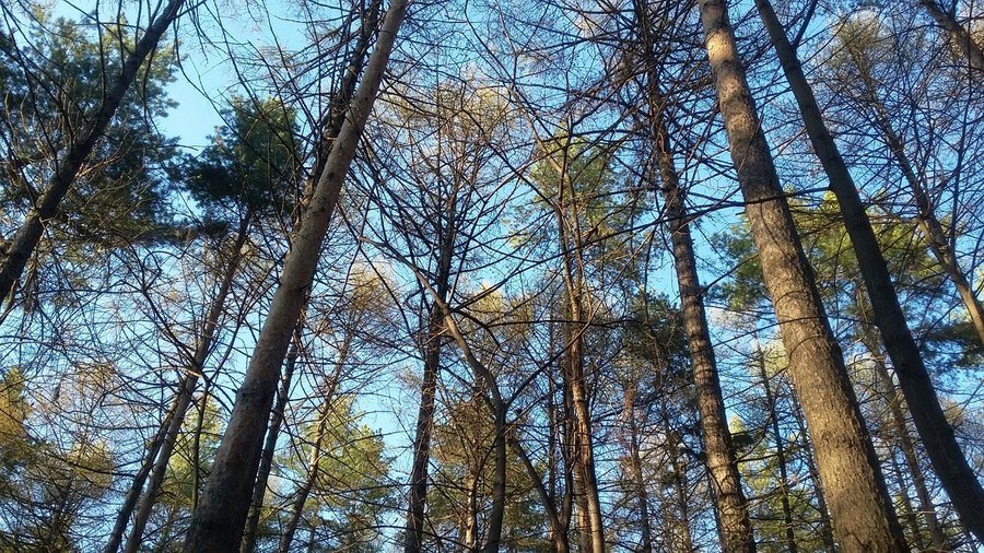 В Башкирии незаконно вырубили деревья более чем на 4 млн рублей 