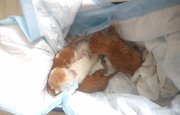 В Башкирии на помойку выкинули новорождённых котят в мешке