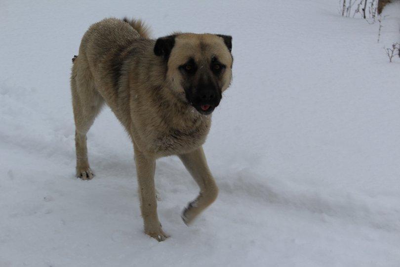 В Башкирии спасли собаку, провалившуюся в колодец